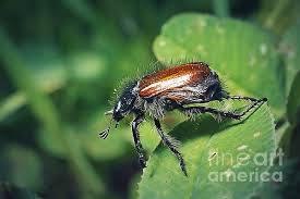 Attēlu rezultāti vaicājumam “Phyllopertha horticola”