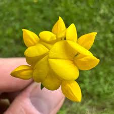 Attēlu rezultāti vaicājumam “Lotus corniculatus”
