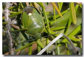 Attēlu rezultāti vaicājumam “Chlorochroa juniperina”