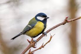 Attēlu rezultāti vaicājumam “Parus major male”