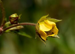 Attēlu rezultāti vaicājumam “Geum x intermedium”