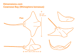 Image result for Rhinoptera bonasus