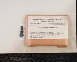 Attēlu rezultāti vaicājumam “Scapania apiculata”