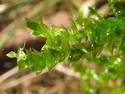 Attēlu rezultāti vaicājumam “Plagiothecium cavifolium”