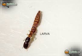 Attēlu rezultāti vaicājumam “Raphidioptera larva”