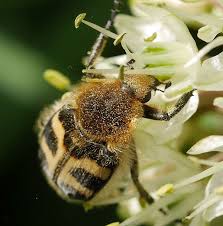 Attēlu rezultāti vaicājumam “Trichius fasciatus”