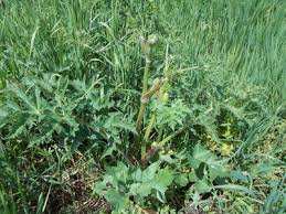 Attēlu rezultāti vaicājumam “Heracleum sphondylium subsp. sibiricum”