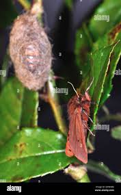 Attēlu rezultāti vaicājumam “Phragmatobia fuliginosa imago”