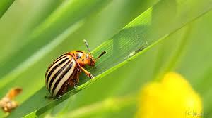 Attēlu rezultāti vaicājumam “Leptinotarsa decemlineata”