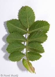 Attēlu rezultāti vaicājumam “Rosa subcanina leaf”