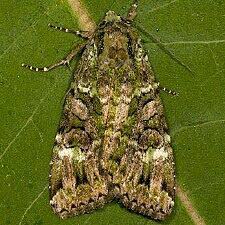 Attēlu rezultāti vaicājumam “Anaplectoides prasina”