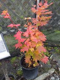 Attēlu rezultāti vaicājumam “Acer pseudosieboldianum”