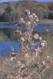 Attēlu rezultāti vaicājumam “Cirsium x rigens”