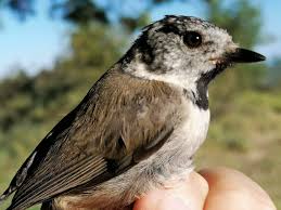 Attēlu rezultāti vaicājumam “Lophophanes cristatus”