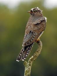 Attēlu rezultāti vaicājumam “Cuculus canorus juvenile”