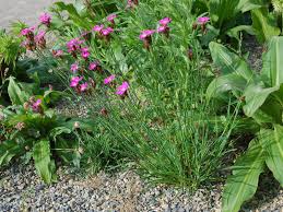 Image result for Dianthus carthusianorum