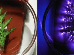 Image result for Jakub Jodko-Narkiewicz Kirlian