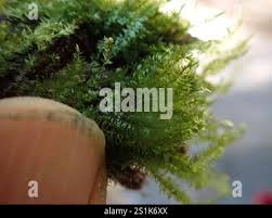 Attēlu rezultāti vaicājumam “Pseudotaxiphyllum elegans macro”