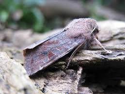 Attēlu rezultāti vaicājumam “Orthosia incerta”