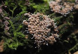 Attēlu rezultāti vaicājumam “Polycephalomyces tomentosus”