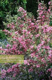 Attēlu rezultāti vaicājumam “Weigela praecox”