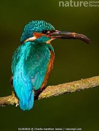 Attēlu rezultāti vaicājumam “Alcedo atthis adult”