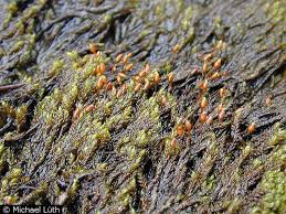 Attēlu rezultāti vaicājumam “Hygrohypnum luridum”