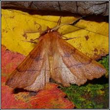 Attēlu rezultāti vaicājumam “Colotois pennaria”