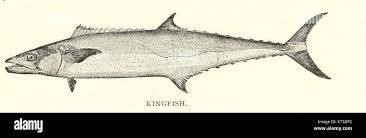 Image result for Scomberomorus cavalla