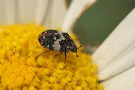 Attēlu rezultāti vaicājumam “Anthrenus verbasci”