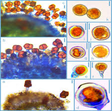 Attēlu rezultāti vaicājumam “Ochropsora ariae spores”
