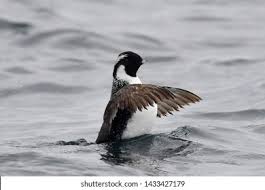 Image result for Synthliboramphus antiquus