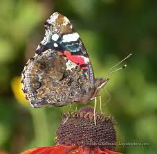 Attēlu rezultāti vaicājumam “Vanessa atalanta”