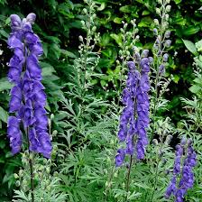 Image result for Aconitum napellus