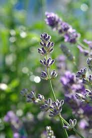 Attēlu rezultāti vaicājumam “Lavandula angustifolia bud”