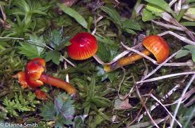 Attēlu rezultāti vaicājumam “Mucronella”