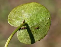 Attēlu rezultāti vaicājumam “Hydrocharis morsus-ranae fruit”