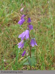 Attēlu rezultāti vaicājumam “Campanula bononiensis”