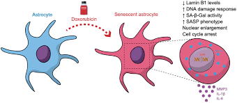 Attēlu rezultāti vaicājumam “Cinclidotus danubicus cells”