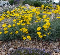 Attēlu rezultāti vaicājumam “Anthemis tinctoria flower”