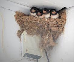 Attēlu rezultāti vaicājumam “Hirundo rustica nest”