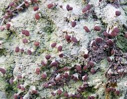 Attēlu rezultāti vaicājumam “Baeomyces rufus”