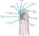 junctional epithelium: Definition from Answers.
