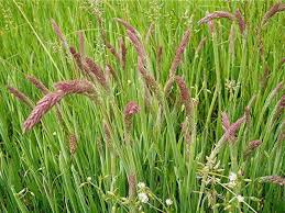 Attēlu rezultāti vaicājumam “Holcus lanatus  fruit”