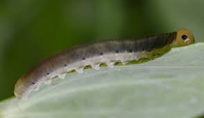 Attēlu rezultāti vaicājumam “Tenthredo scrophulariae larva”