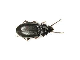 Attēlu rezultāti vaicājumam “Tachyta nana”