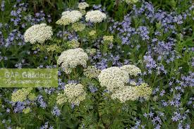 Attēlu rezultāti vaicājumam “Cenolophium denudatum”