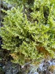 Attēlu rezultāti vaicājumam “Ctenidium molluscum”