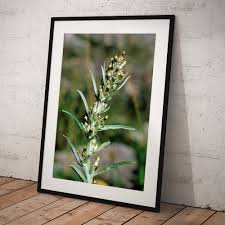 Attēlu rezultāti vaicājumam “Gnaphalium sylvaticum flower”