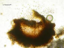 Attēlu rezultāti vaicājumam “Vouauxiomyces santessonii”